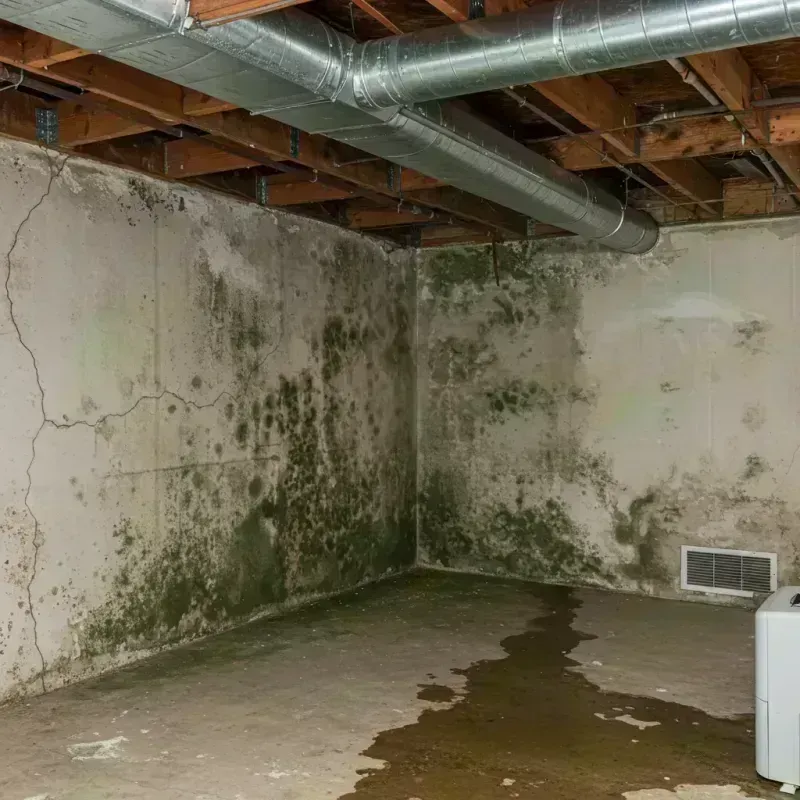 Professional Mold Removal in Gallatin, MO